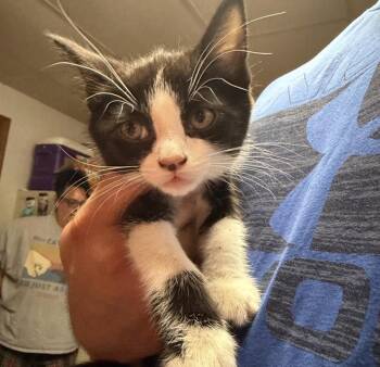 Starkiller -  Domestic Short Hair Cat for Adoption in Yorktown, Indiana - Starkiller | PetCurious