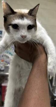 MOIRA -  Domestic Short Hair Cat for Adoption in Pensacola, Florida - MOIRA | PetCurious