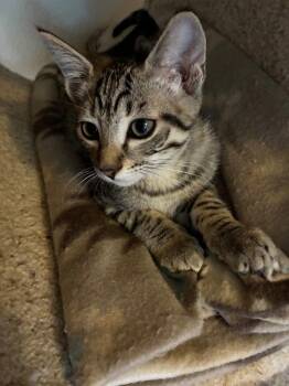 VPM-Tabasco -  Domestic Short Hair Cat for Adoption in Battle Ground, Washington - VPM-Tabasco | PetCurious
