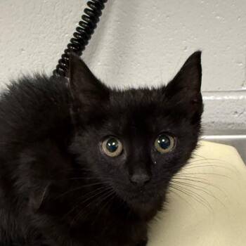 Corsac -  Domestic Short Hair Cat for Adoption in Greenville, South Carolina - Corsac | PetCurious