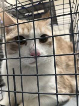 Domestic Short Hair Cats Available for Adoption - BISCUIT | PetCurious