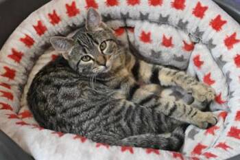 Rescue Domestic Short Hair Cats for Adoption in Baton Rouge, Louisiana - Pixel | PetCurious