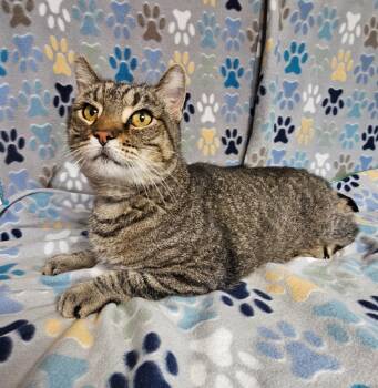 Nick -  Domestic Short Hair Cat for Adoption in Wabash, Indiana - Nick | PetCurious