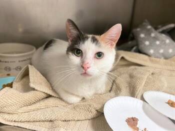 ASPEN -  Domestic Short Hair Cat for Adoption in Fort Wayne, Indiana - ASPEN | PetCurious