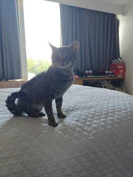 Domestic Short Hair Cats Available for Adoption - Squeaky | PetCurious