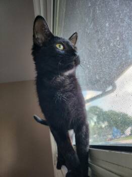Rescue Domestic Short Hair Cats for Adoption in Antioch, Illinois - Jiji | PetCurious