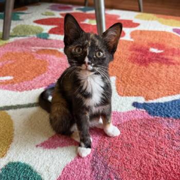 Matilda -  Domestic Short Hair and Calico Cat for Adoption in Mastic, New York - Matilda | PetCurious
