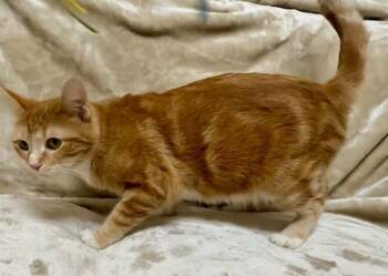 Rescue Domestic Short Hair Cats for Adoption in Gary, Indiana - Abby | PetCurious
