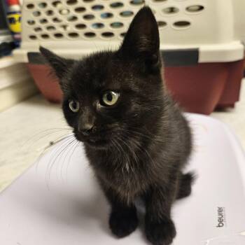 Hocus -  Domestic Short Hair Cat for Adoption in Port Townsend, Washington - Hocus | PetCurious