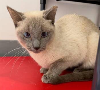 Siamese Cats Available for Adoption in Madison, Wisconsin - DEE DEE | PetCurious