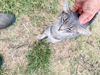 Rescue American Shorthair Cats for Adoption in Prague, Oklahoma - Kitty | PetCurious