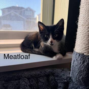 Meatloaf Benson -  Domestic Short Hair Cat for Adoption in Eagle Mountain, Utah - Meatloaf Benson | PetCurious