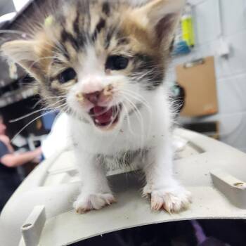 Domestic Short Hair Cats Available for Adoption in Summerville, South Carolina - Blair | PetCurious