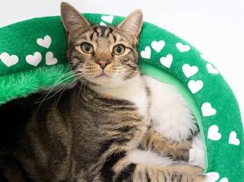 Domestic Short Hair Cats Available for Adoption - SNICKERS | PetCurious