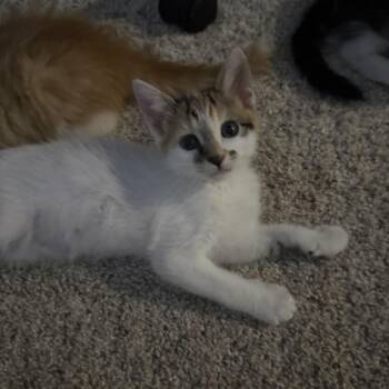 Galadriel (yellow) -  Domestic Short Hair Cat for Adoption in Sunnyvale, California - Galadriel (yellow) | PetCurious