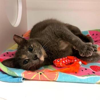 MORRIS -  Domestic Short Hair Cat Available for Adoption in Barnstable, Massachusetts - MORRIS | PetCurious
