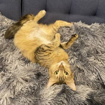 Domestic Short Hair Cats Available for Adoption in Fairfax Station, Virginia - Mochi - Qatar | PetCurious