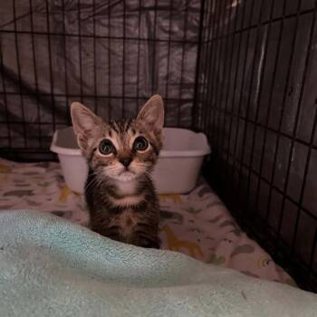SJ -  Domestic Short Hair Cat for Adoption in Stephenville, Texas - SJ | PetCurious