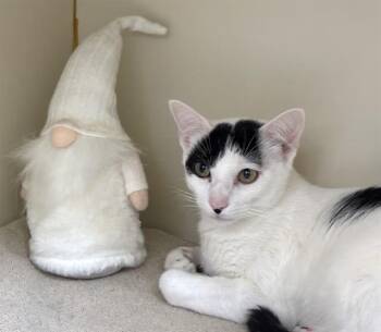 Domestic Short Hair Cats Available for Adoption - DEMETER | PetCurious