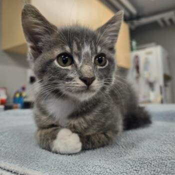 Sushi -  Domestic Short Hair Cat for Adoption in Watertown, Wisconsin - Sushi | PetCurious