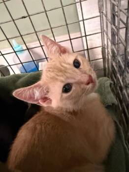 Domestic Short Hair Cats Available for Adoption in Jacksonville, Florida - WYLENE | PetCurious