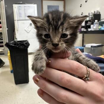 Crocodile -  Domestic Short Hair Cat for Adoption in Milford, Iowa - Crocodile | PetCurious
