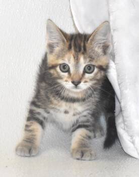 Domestic Short Hair Cats Available for Adoption in Springfield, Ohio - Tofu | PetCurious