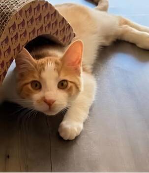 Rescue Domestic Short Hair Cats for Adoption in Reeseville, Wisconsin - Pedro | PetCurious