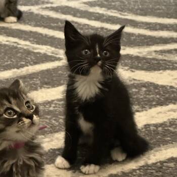 Hera -  Domestic Short Hair Cat for Adoption in Bismarck, North Dakota - Hera | PetCurious