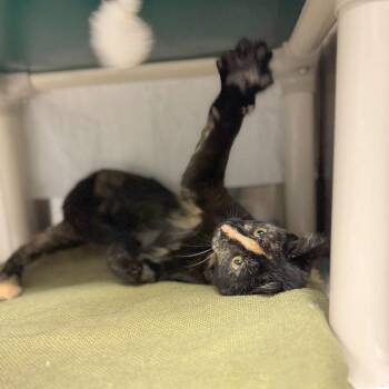 Reign -  Domestic Short Hair Cat for Adoption in Hendersonville, North Carolina - Reign | PetCurious