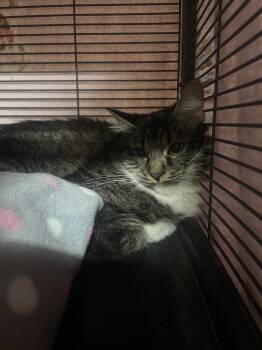 Tifa -  Domestic Medium Hair Cat for Adoption in Billings, Montana - Tifa | PetCurious