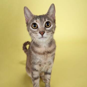 Domestic Short Hair Cats Available for Adoption - Sunshine - Sweet Affectionate Kitten! | PetCurious