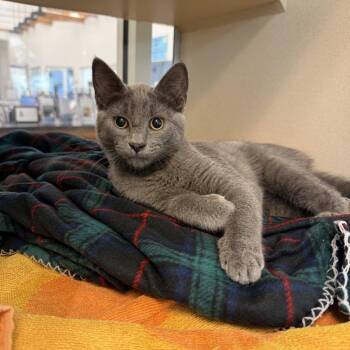 Evader Of Taxes -  Domestic Short Hair Cat for Adoption in Gloucester, Virginia - Evader Of Taxes | PetCurious