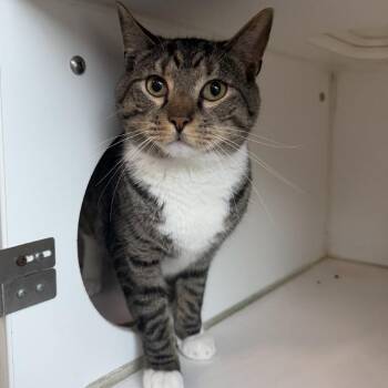 Domestic Short Hair Cats Available for Adoption in Hattiesburg, Mississippi - Martingale | PetCurious