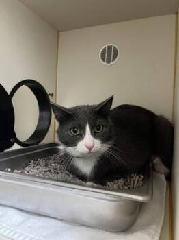 Domestic Short Hair Cats Available for Adoption - Felix | PetCurious