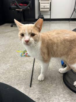 Rescue Domestic Short Hair Cats for Adoption in Cleveland, Ohio - Guapo | PetCurious
