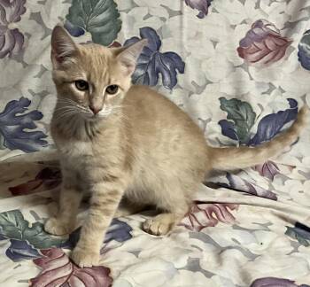 Rescue Domestic Short Hair Cats for Adoption in Avonmore, Pennsylvania - Trix | PetCurious