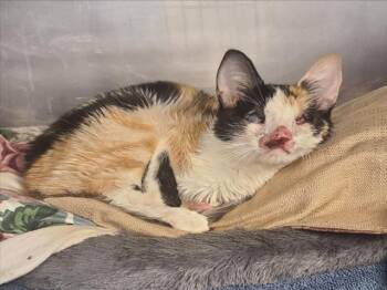 *AMBER -  Domestic Short Hair Cat for Adoption in Woodland, California - *AMBER | PetCurious
