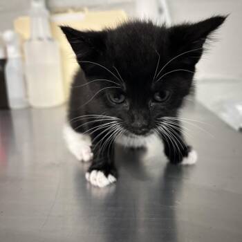 Pixel -  Domestic Short Hair Cat for Adoption in Clanton, Alabama - Pixel | PetCurious