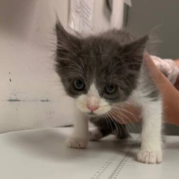 Loco -  Domestic Medium Hair Cat for Adoption in Charleston, West Virginia - Loco | PetCurious