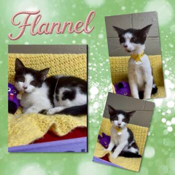 Flannel -  Domestic Short Hair Cat for Adoption in Blountville, Tennessee - Flannel | PetCurious
