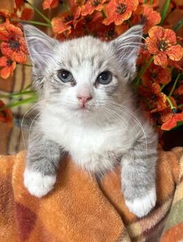 (SW) 6/25/26 Maria -  Domestic Short Hair Cat for Adoption in Stillwater, Oklahoma - (SW) 6/25/26 Maria | PetCurious
