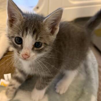 Coop -  Domestic Short Hair Cat for Adoption in Juno Beach, Florida - Coop | PetCurious
