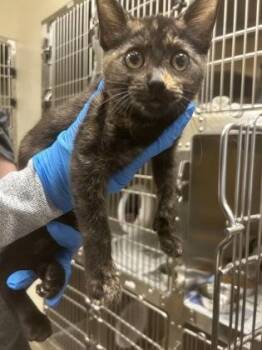 Espresso -  Domestic Short Hair Cat for Adoption in Wichita, Kansas - Espresso | PetCurious
