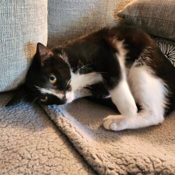 Remi -  Domestic Short Hair Cat for Adoption in Los Angeles, California - Remi | PetCurious