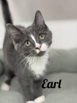 Earl -  Domestic Short Hair Cat for Adoption in Manistee, Michigan - Earl | PetCurious