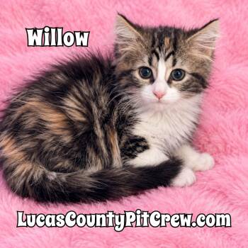 Willow -  Calico and Tabby Cat for Adoption in Toledo, Ohio - Willow | PetCurious