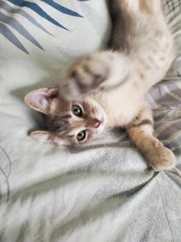 Rescue Domestic Short Hair Cats for Adoption in Washburn, Wisconsin - Claire | PetCurious