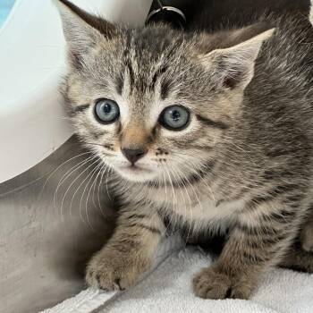 Domestic Short Hair Cats Available for Adoption in Greensboro, North Carolina - Club Lulu | PetCurious