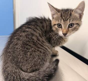 Sophia -  Domestic Short Hair Cat for Adoption - Sophia | PetCurious